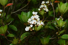Rhaphiolepis umbellata