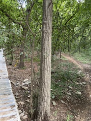 Tilia miqueliana