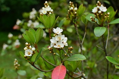 Rhaphiolepis umbellata