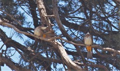 Pycnonotus xanthorrhous