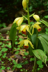 Phaius flavus