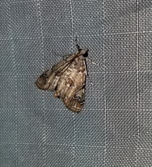 Elophila gyralis