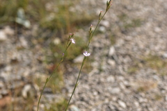 Dianthus ciliatus
