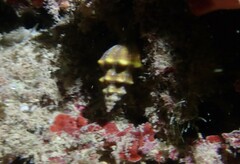 Tarantinaea lignaria