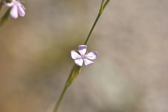 Dianthus ciliatus