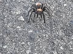 Brachypelma albiceps