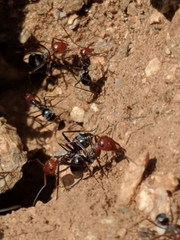 Myrmecocystus melliger
