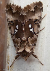 Autographa corusca
