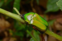 Trigonophorus dilutus