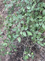 Carpinus turczaninovii