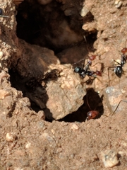 Myrmecocystus melliger