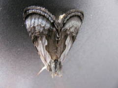 Chrysanympha formosa