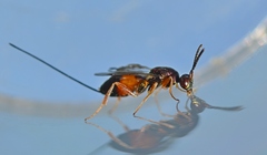 Torymus erucarum