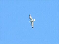 Larus michahellis michahellis