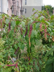 Phytolacca americana