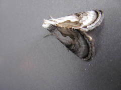 Chrysanympha formosa