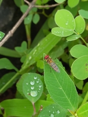 Episyrphus viridaureus