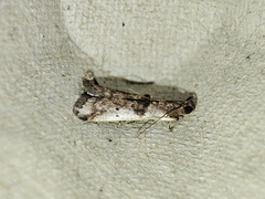 Pseudacrobasis tergestella