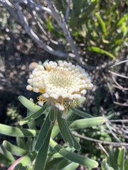 Isopogon sphaerocephalus lesueurensis