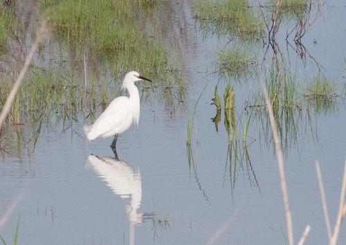 Snowy Egret photographed in Utah
