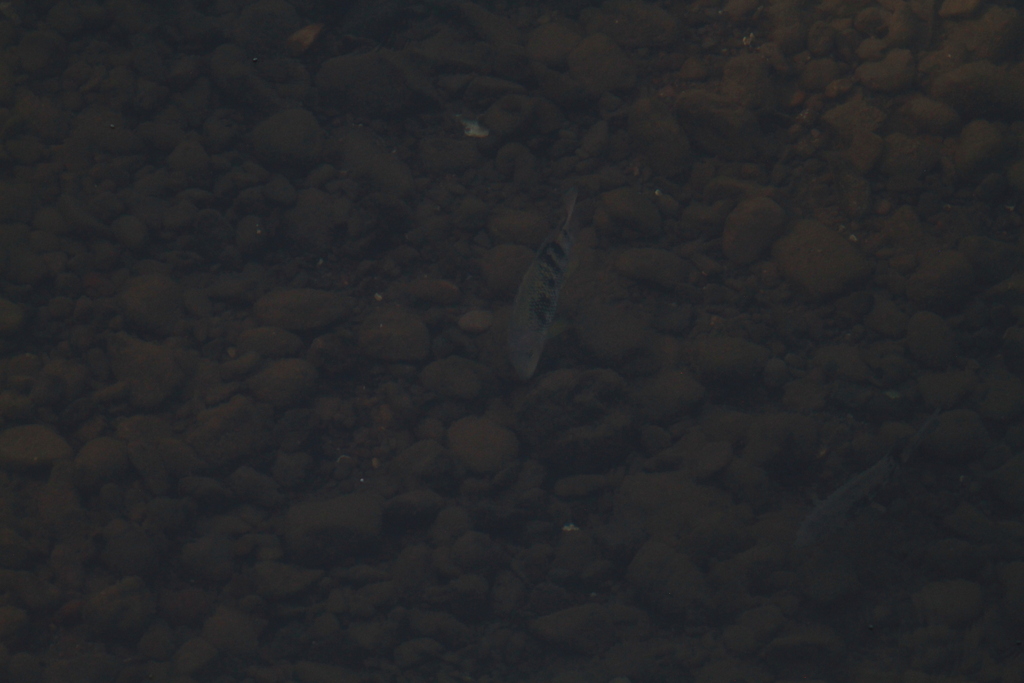 Sarabia Cichlid