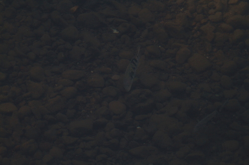 Sarabia Cichlid