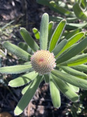 Isopogon sphaerocephalus lesueurensis