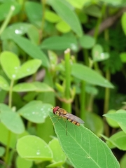 Episyrphus viridaureus