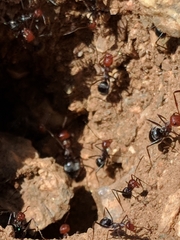 Myrmecocystus melliger