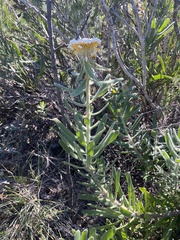 Isopogon sphaerocephalus lesueurensis