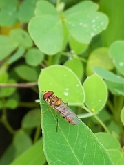 Episyrphus viridaureus