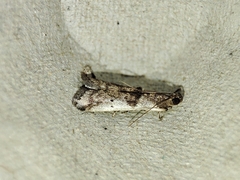Pseudacrobasis tergestella