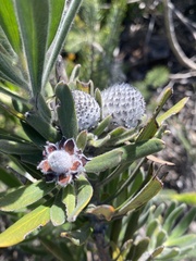Isopogon sphaerocephalus lesueurensis