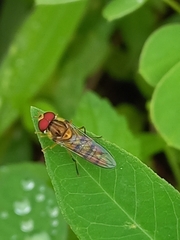 Episyrphus viridaureus