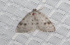 Venusia duodecemlineata