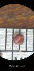 Rhynchospora harveyi
