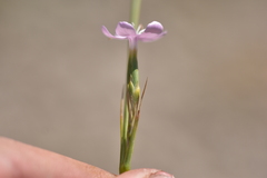 Dianthus ciliatus