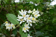 Deutzia glauca