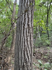 Tilia miqueliana