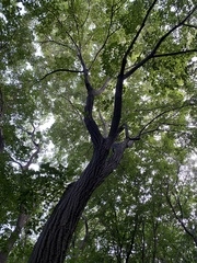 Tilia miqueliana