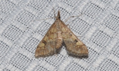 Choristostigma elegantalis