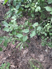 Carpinus turczaninovii