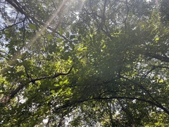 Carpinus turczaninovii