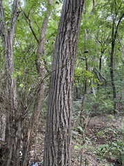 Tilia miqueliana