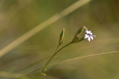 Dianthus ciliatus
