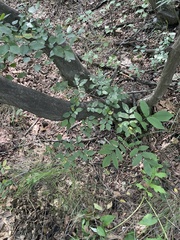 Carpinus turczaninovii