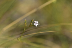Dianthus ciliatus