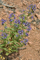 Phacelia bakeri