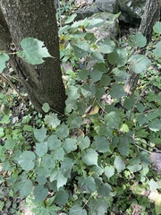 Tilia mongolica