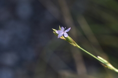Dianthus ciliatus